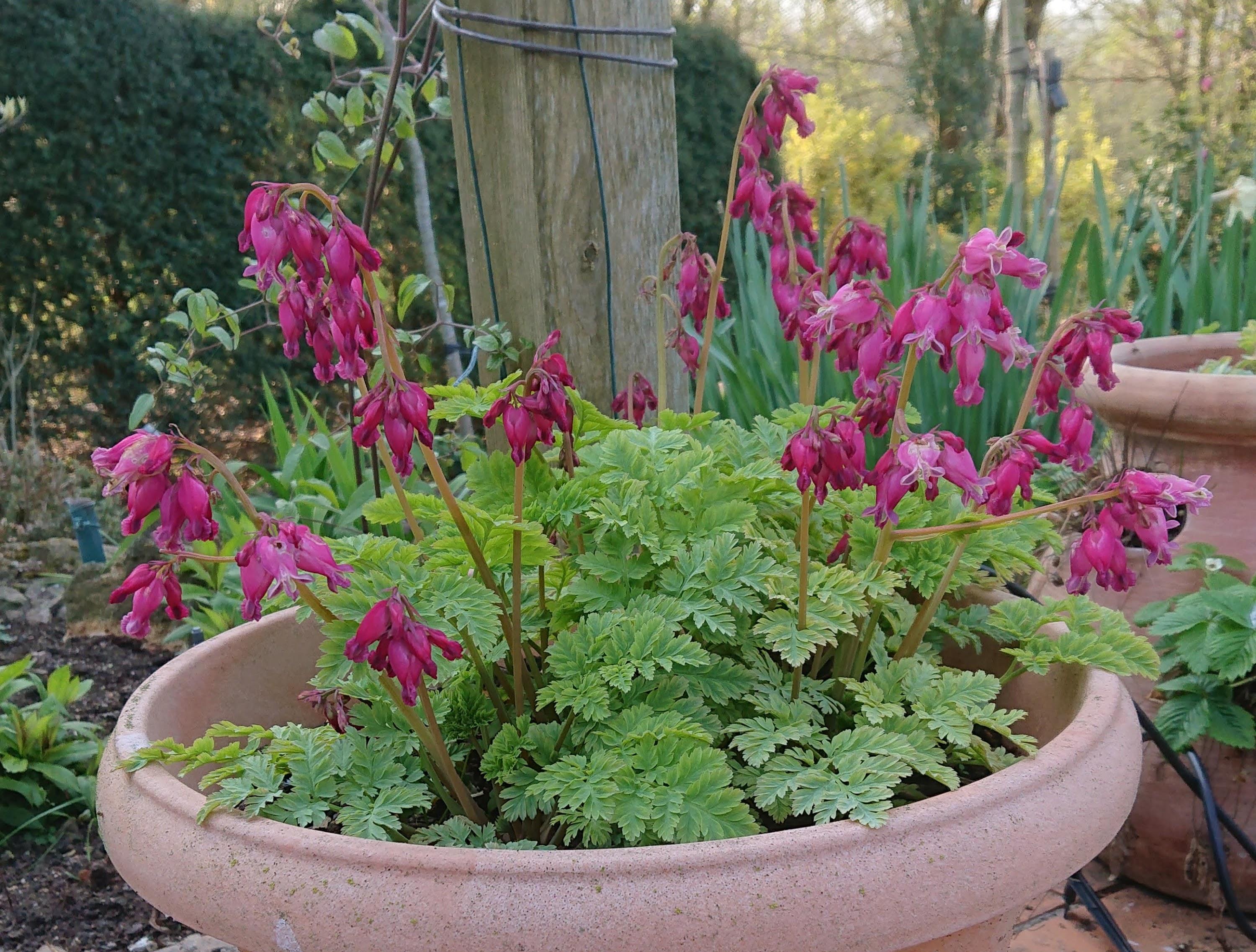 Passion Vivaces Dicentra coeur de Marie couvre-sol pot 1L