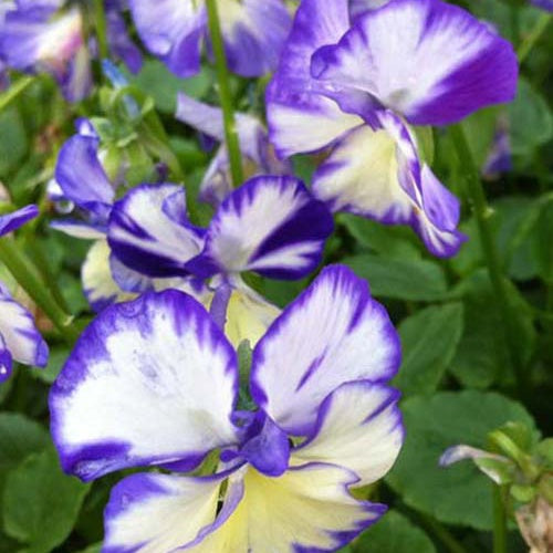 Bakker Plantes vivaces Violette cornue Rebecca bleue pot 9cm