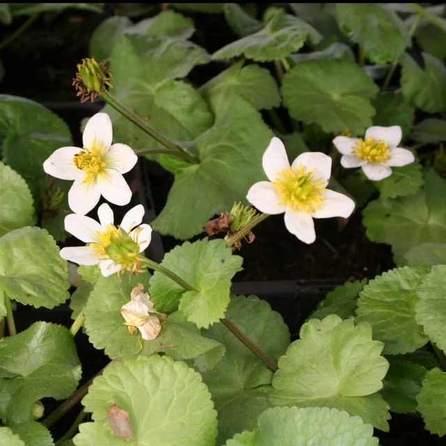 Bakker Populage blanc des marais plante bassin pot 9cm