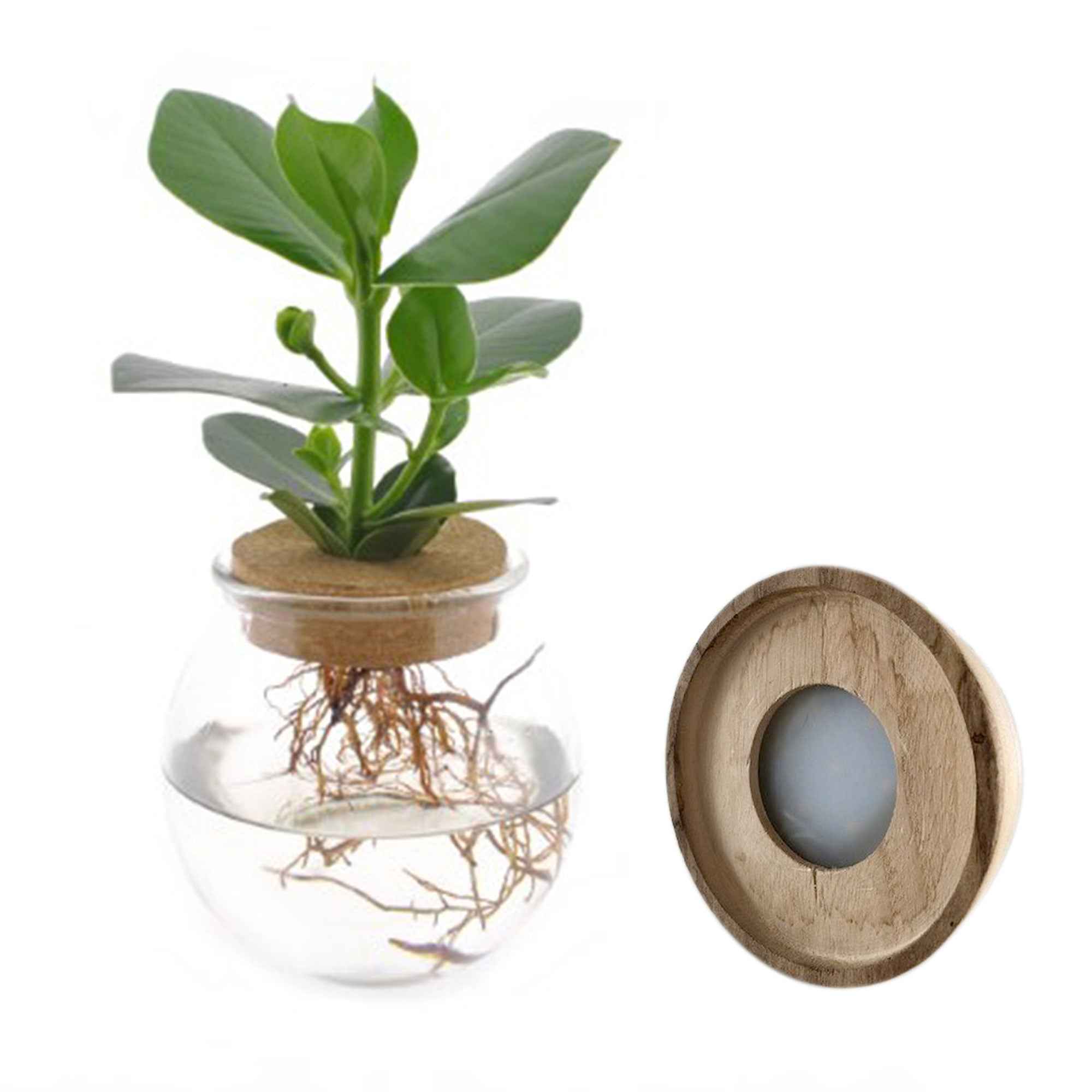 Bakker Clusia Met plante verte kit vase LED