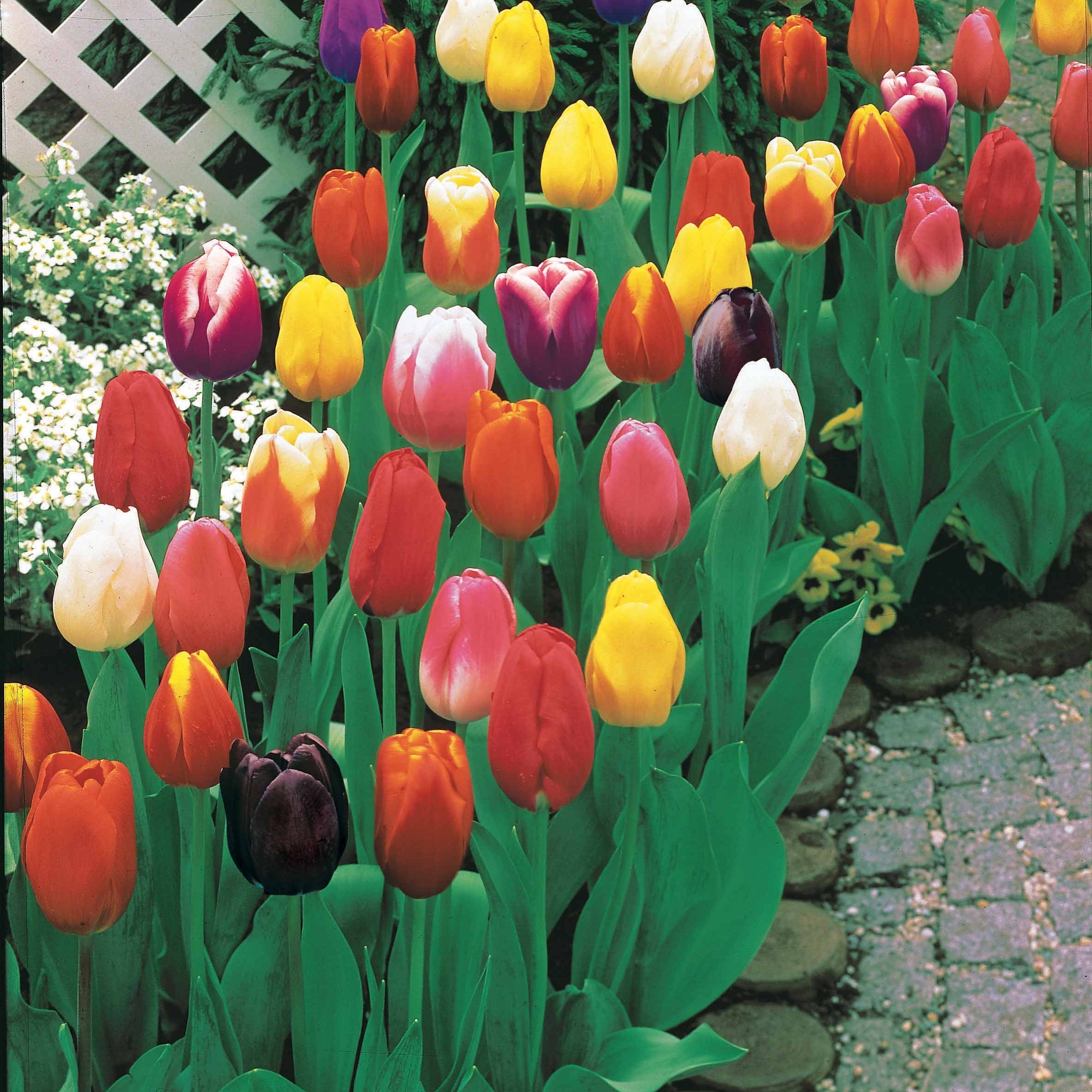 Bakker Bulbes à fleurs Tulipes longues tiges mélange 25 bulbes