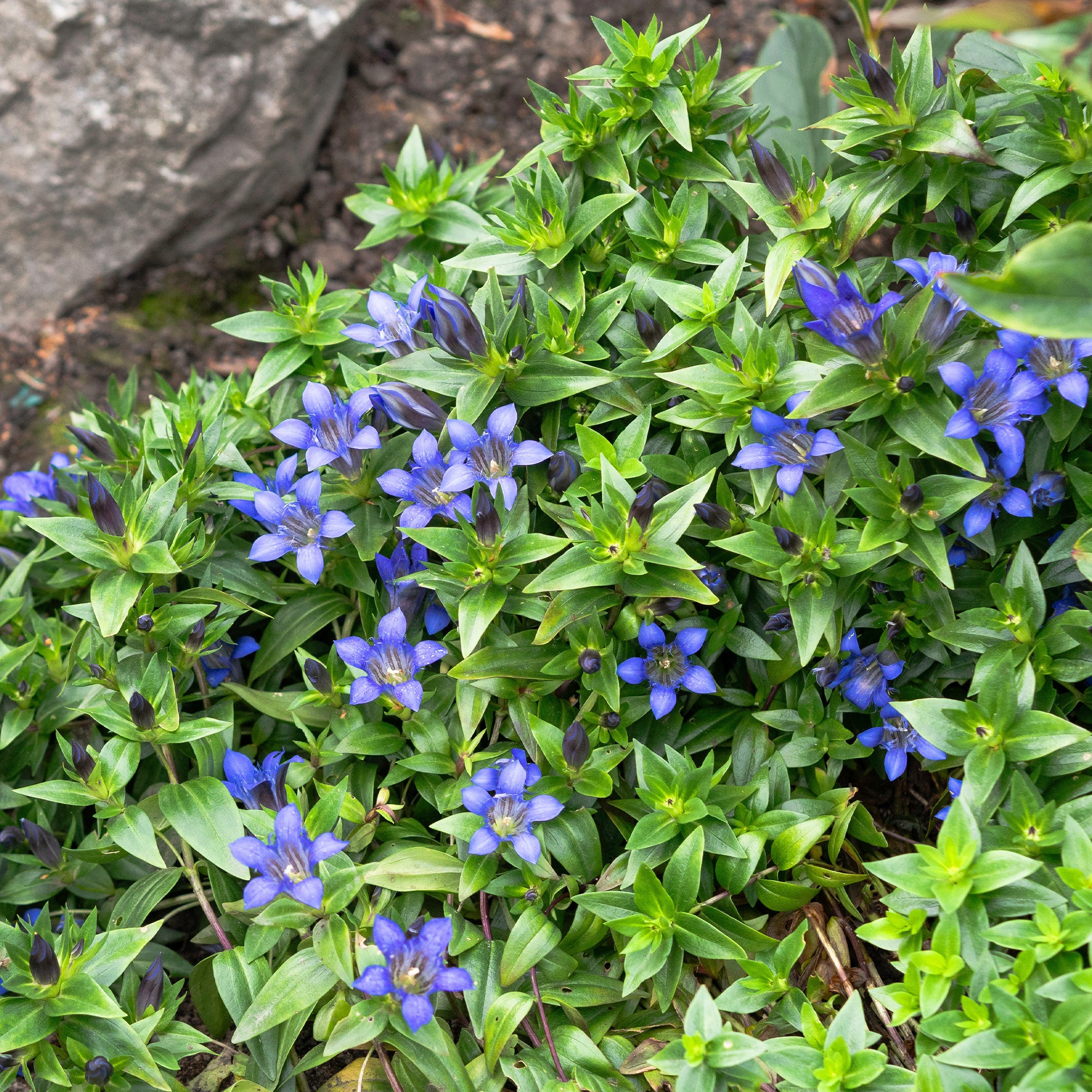 Bakker Gentiane chinoise d'automne vivace bleue 2 pots Ø9cm