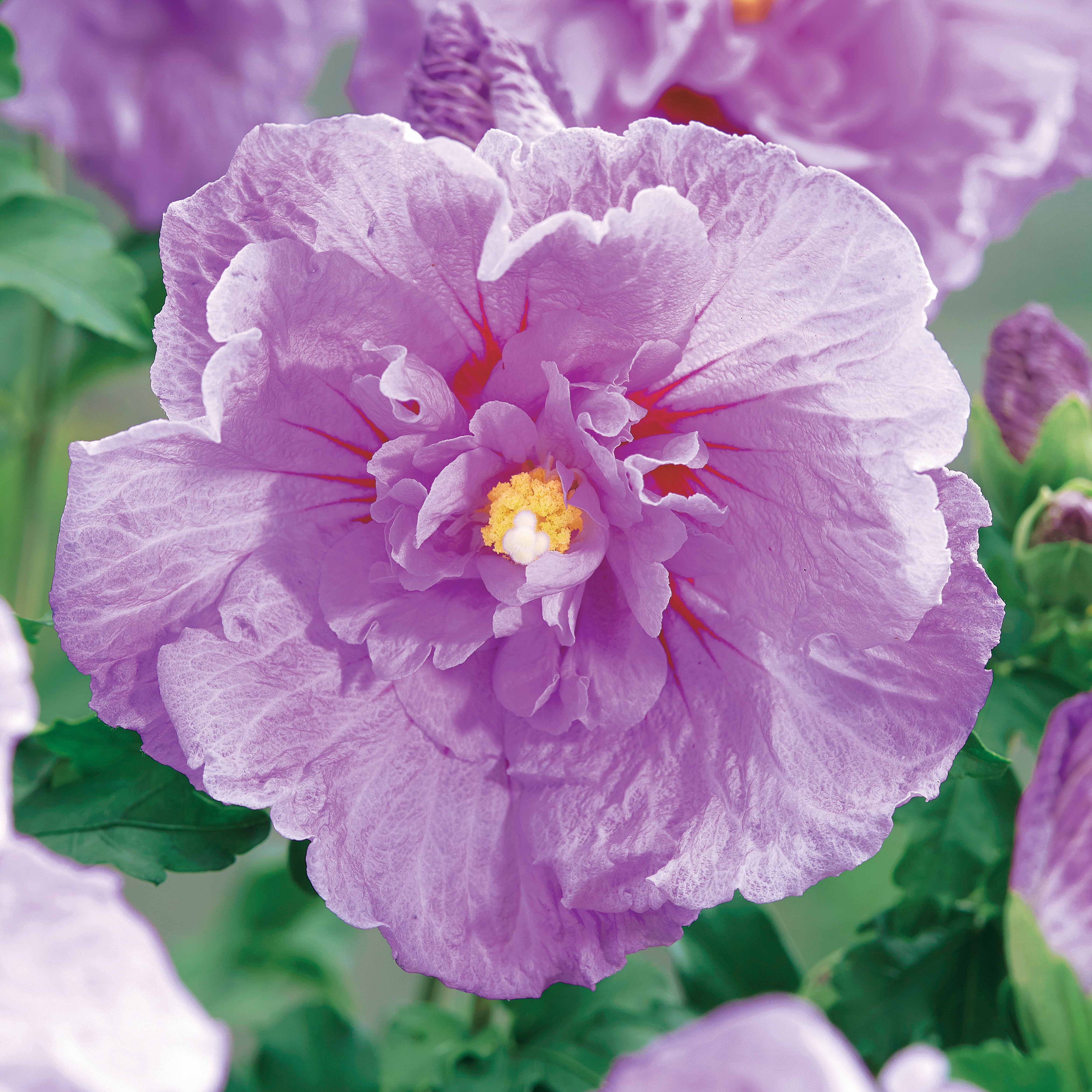 Bakker Hibiscus Lavender Chiffon arbuste pot 2L rose