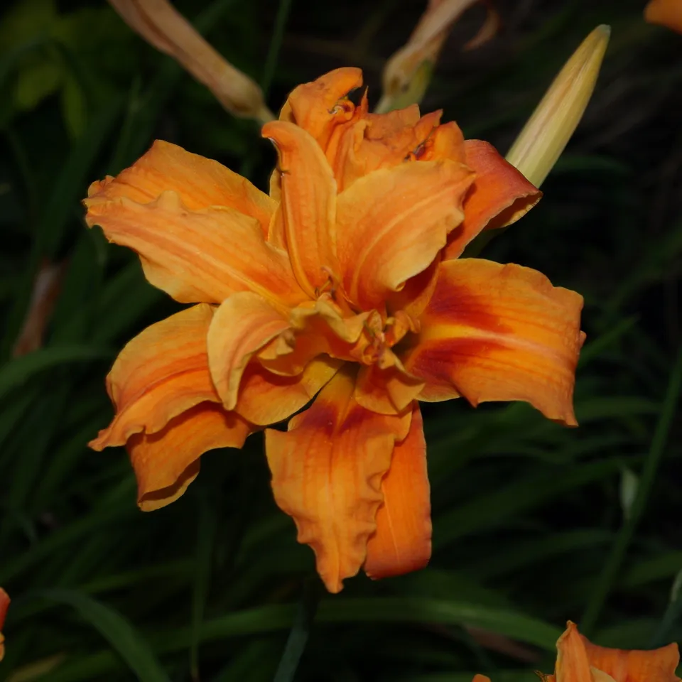 Passion Vivaces Hemerocallis fulva Florepleno Kwenzo plante vivace