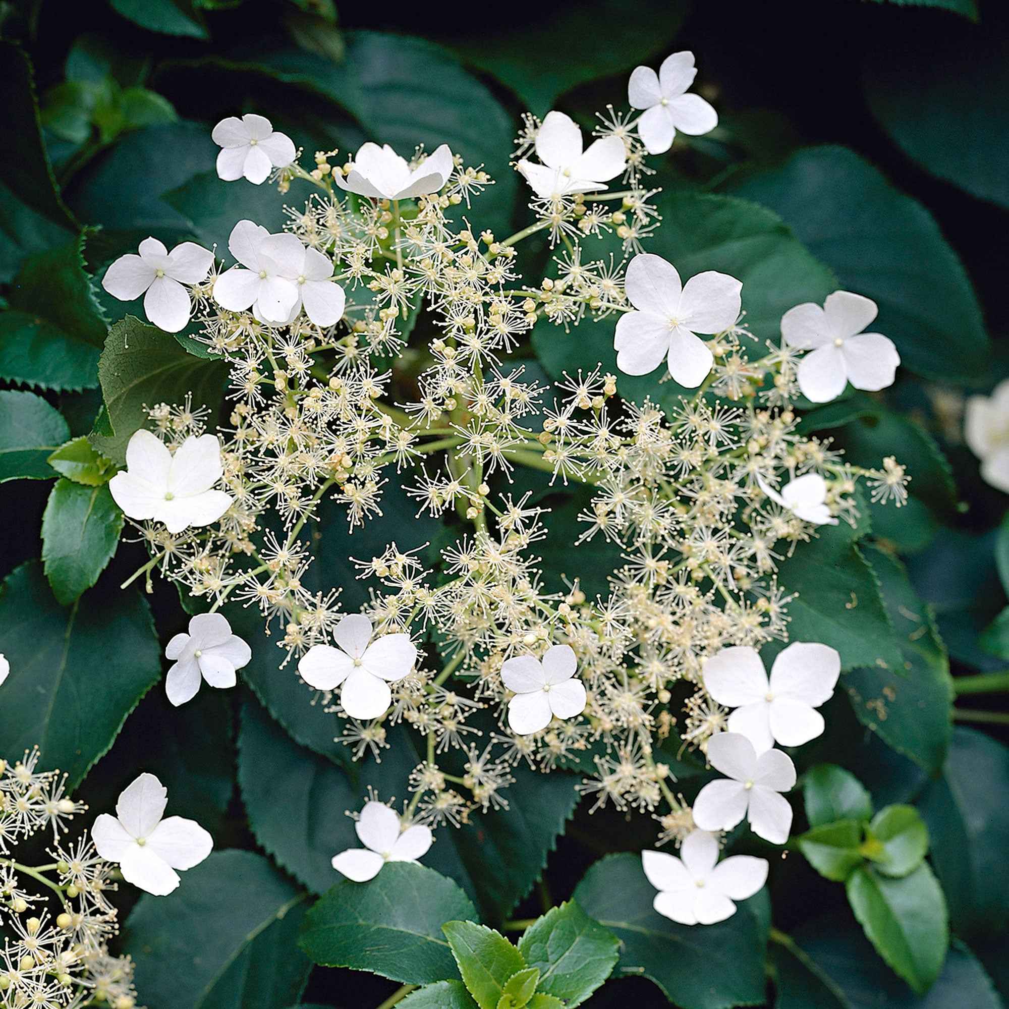 Bakker Hortensia grimpant pot Ø 9cm plante grimpante blanche