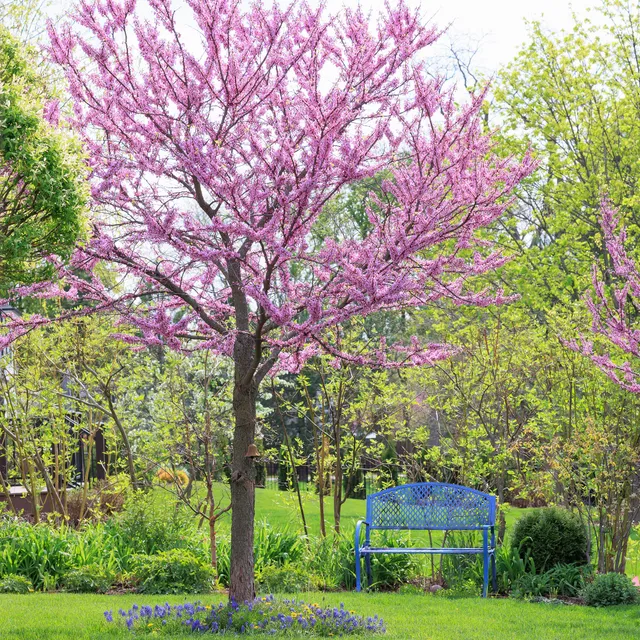 Bakker Gainier du Canada Cercis arbre pot 2L 60-80cm fleurs roses