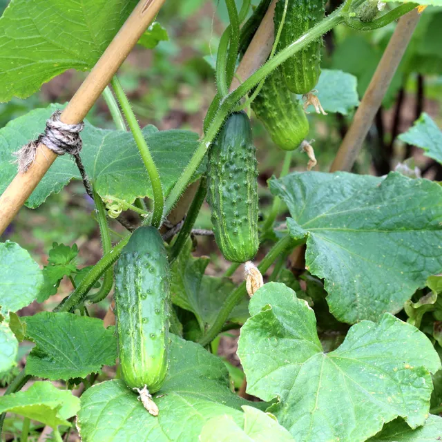 Bakker Cornichon Regal F1 plant potager lot 3 résistant