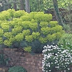 Passion Vivaces Euphorbia characias Wulfenii pot 1 litre