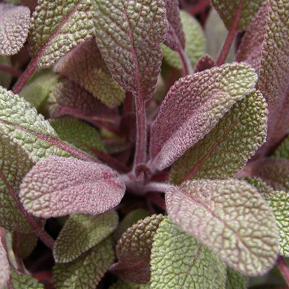 Bakker Sauge officinale Purpurascens aromatique pot 9cm