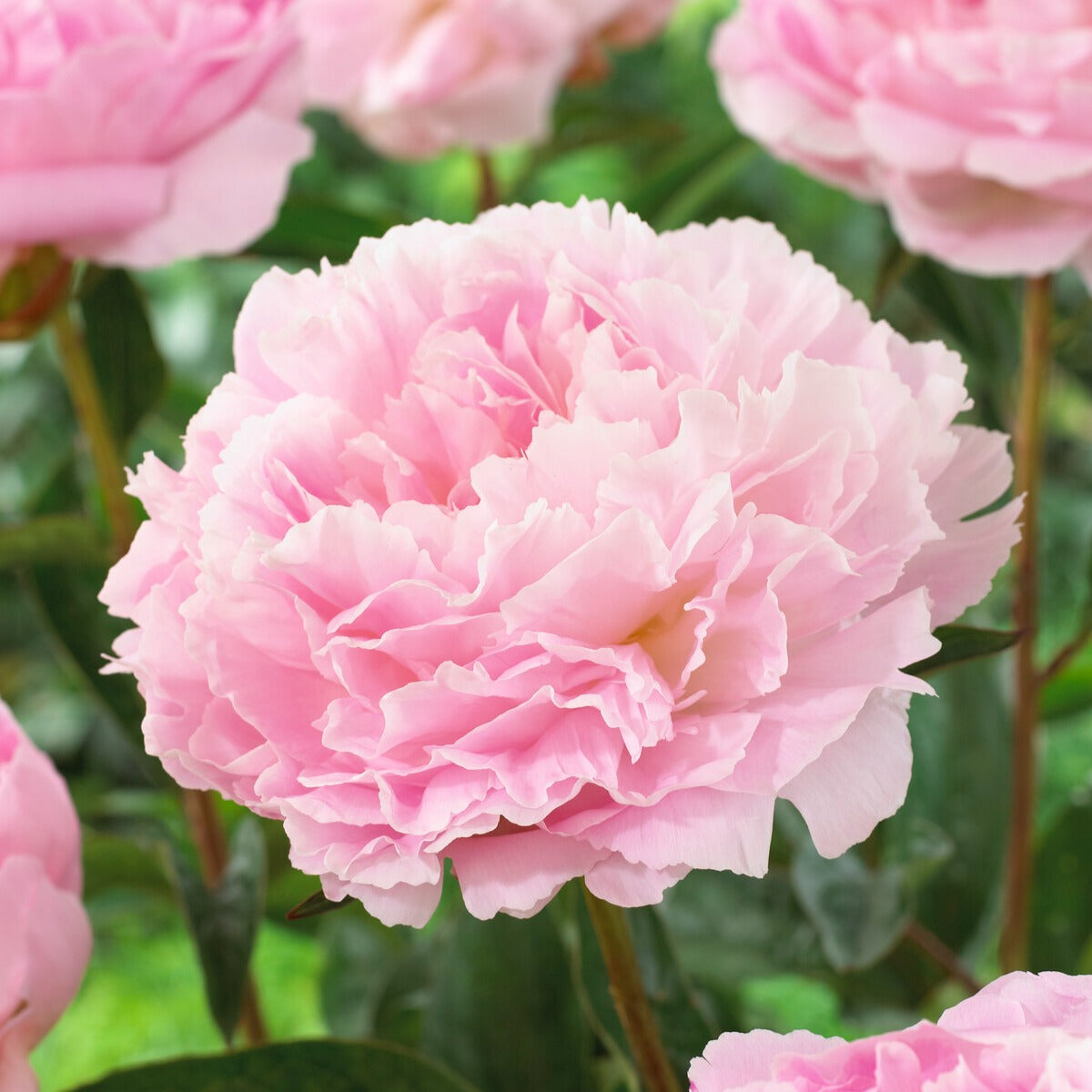 Bakker Pivoine Albert Crousse vivace racine nue rose double