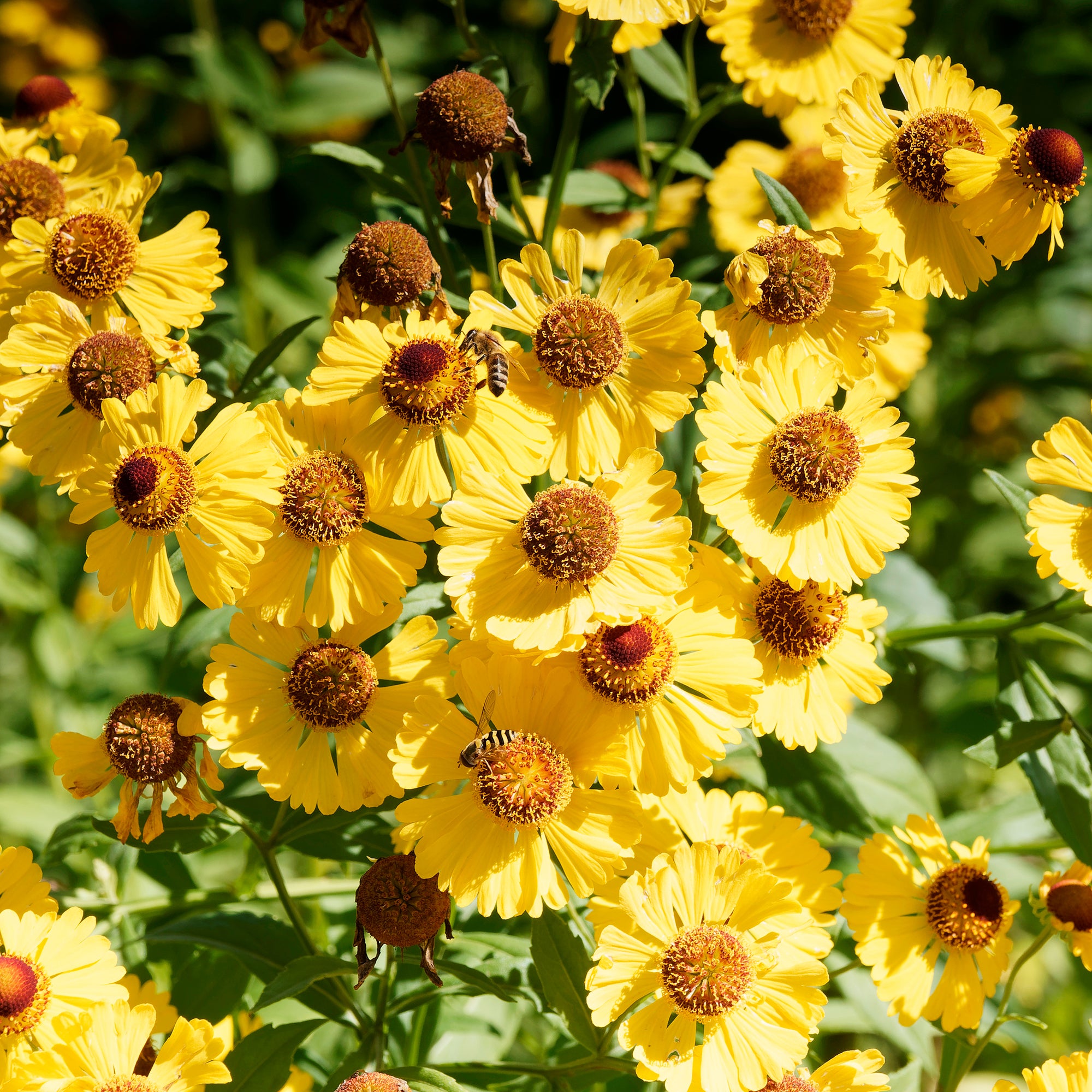 Bakker Hélénie Pumilum Magnificum vivace pot 9cm jaune