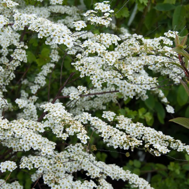 Bakker Spiraea dentelée arbuste fleurs blanches 20-30cm