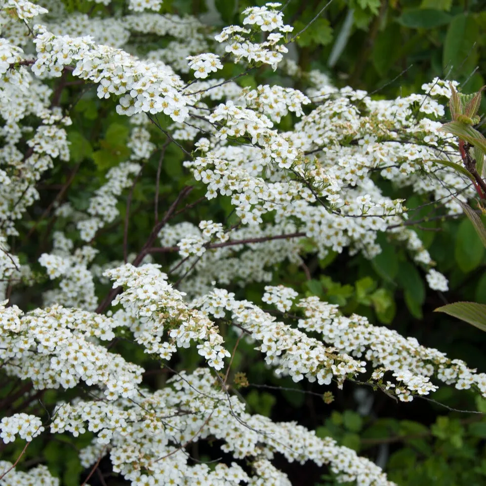 Bakker Spiraea dentelée arbuste fleurs blanches 20-30cm