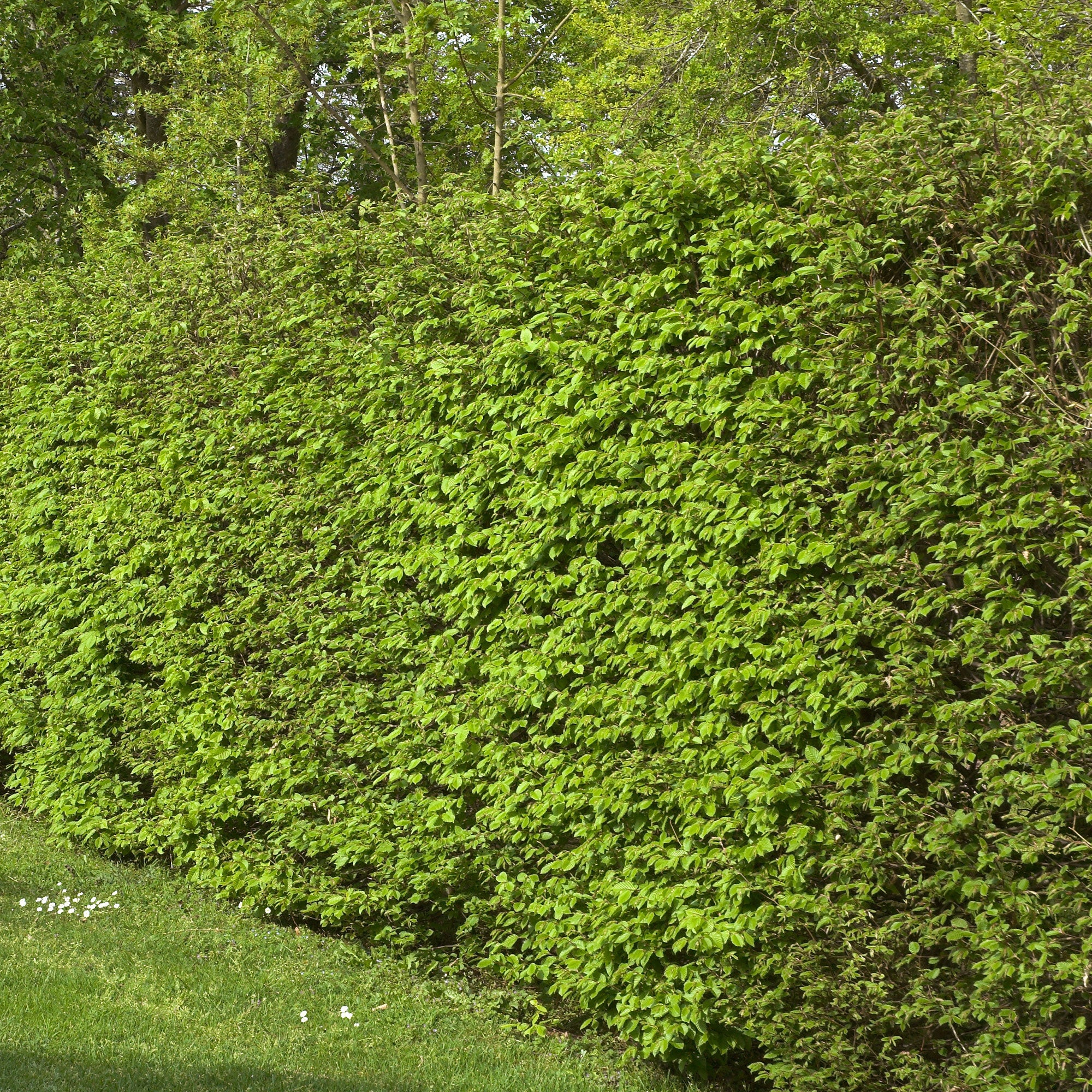 Bakker charme haie lot 10 racines nues 40-60cm brise-vue
