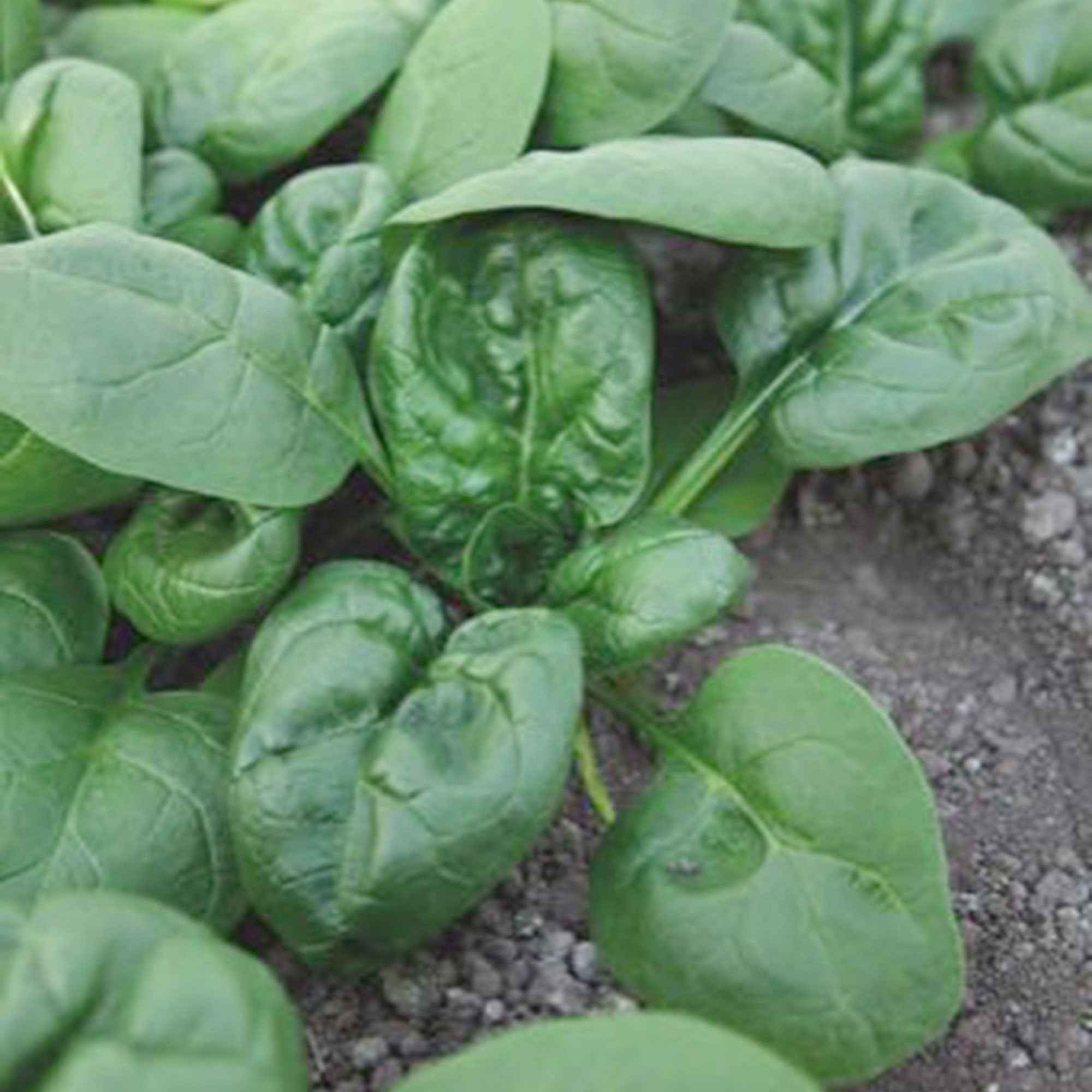 Bakker Épinard Nores sachet 90g graine potager tendre