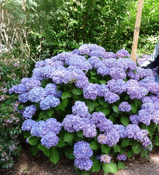 Les Hortensias du Haut Bois Gerda Steiniger hortensia fleurs rondes