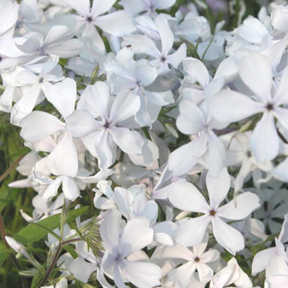 Bakker Phlox divaricata May Breeze vivace pot 8cm blanc