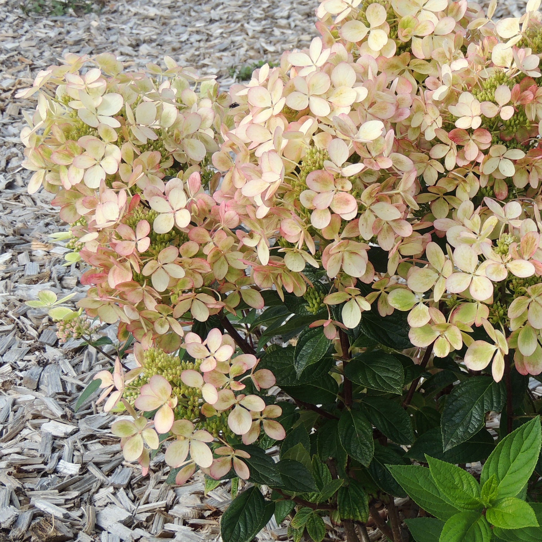 Bakker Hortensia paniculé PASTELGREEN Renxolor arbuste pot 3L