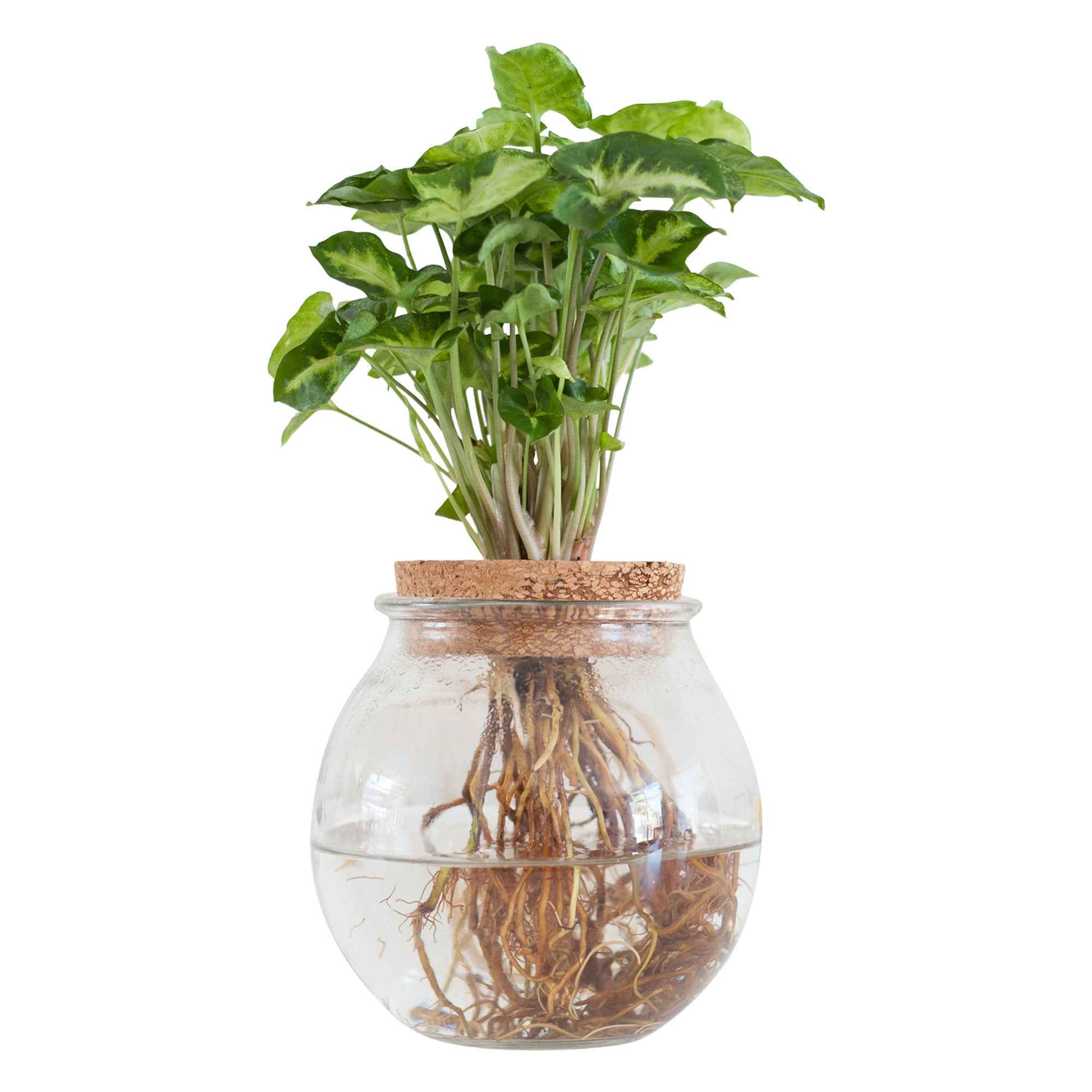 Bakker Syngonium plante d’intérieur kit vase ampoule hydro