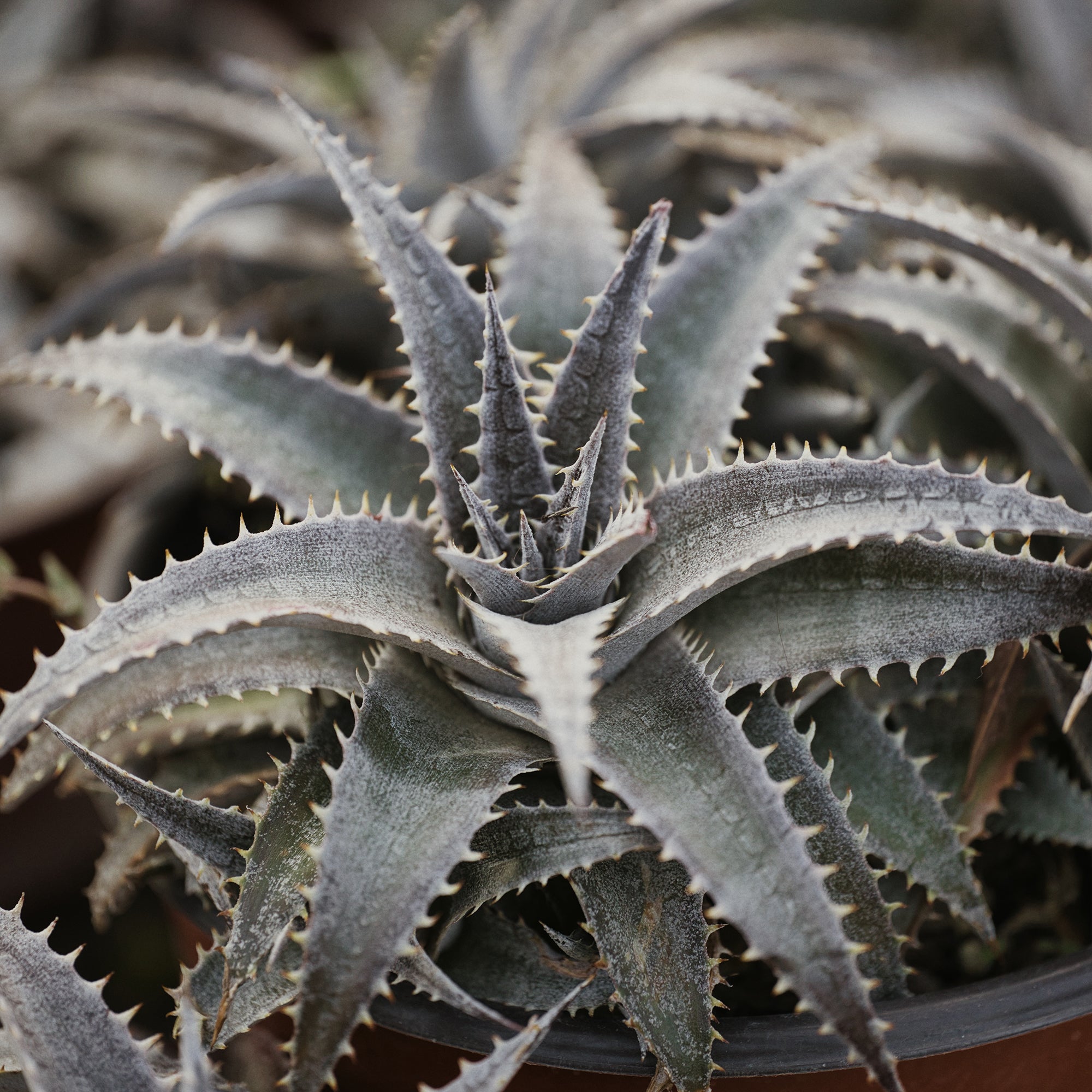 Bakker Vivaces Dyckia Grand Marnier plante grasse pot Ø 9cm orange
