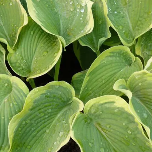 Bakker American Halo hosta plante vivace pot 9cm panaché