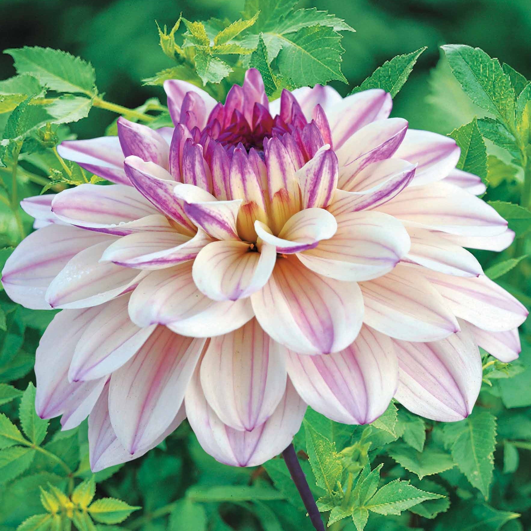 Bakker Dahlia Flashback décoratif rose sachet 3 bulbes 1 m