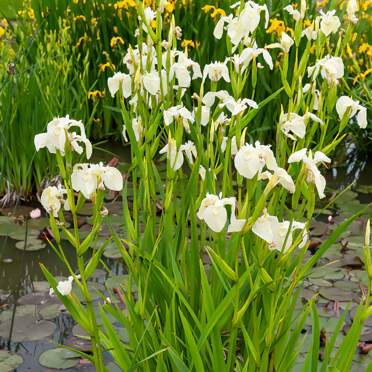 Bakker Bassin Iris des marais plante aquatique pot 9cm blanc