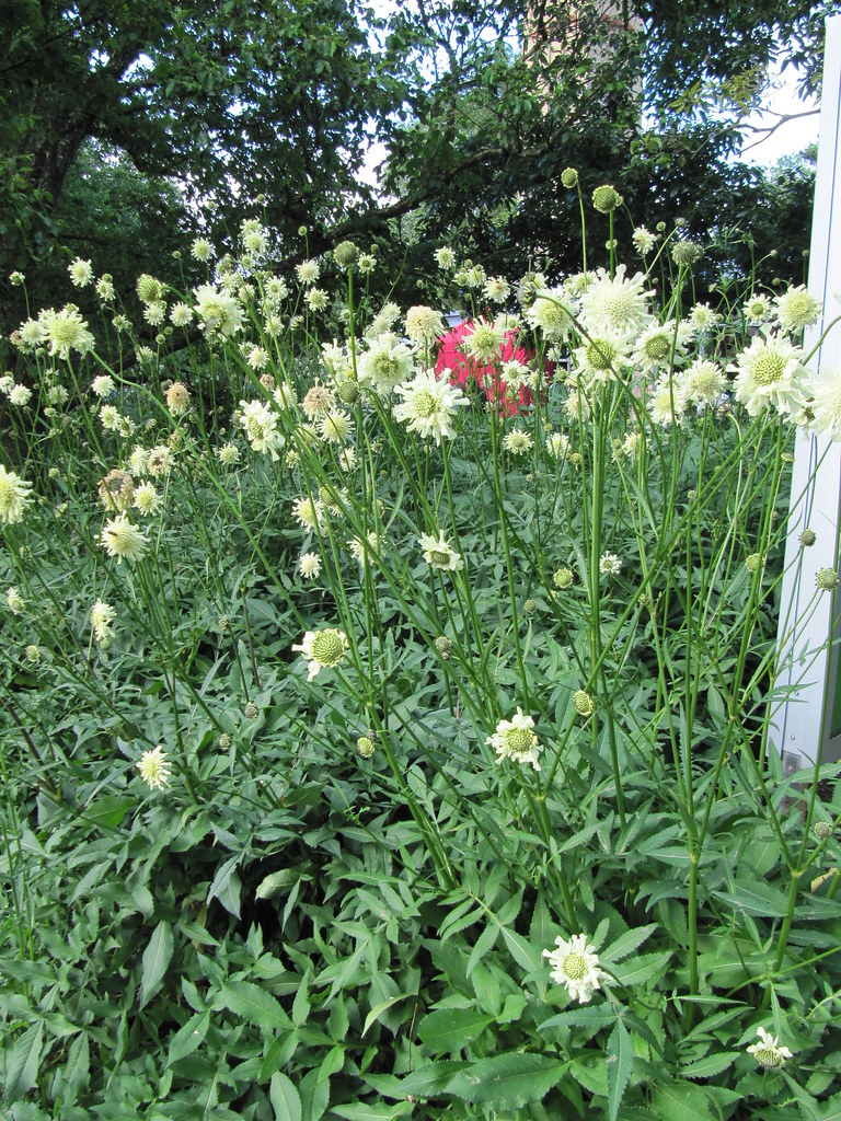 Passion Vivaces Cephalaria gigantea scabieuse pot 1L jaune