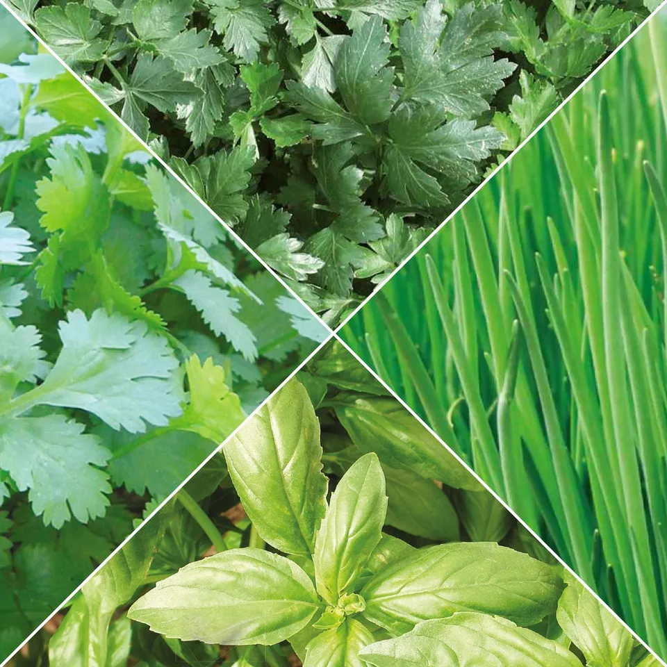 Bakker Collection d'aromatiques Bio graines 4 sachets basilic persil