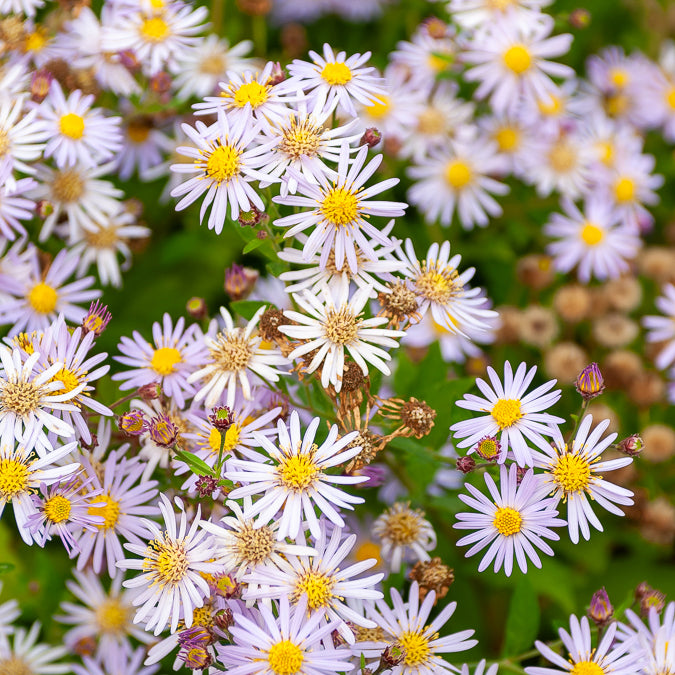Bakker Asran astère nain pot 9cm fleurs violettes