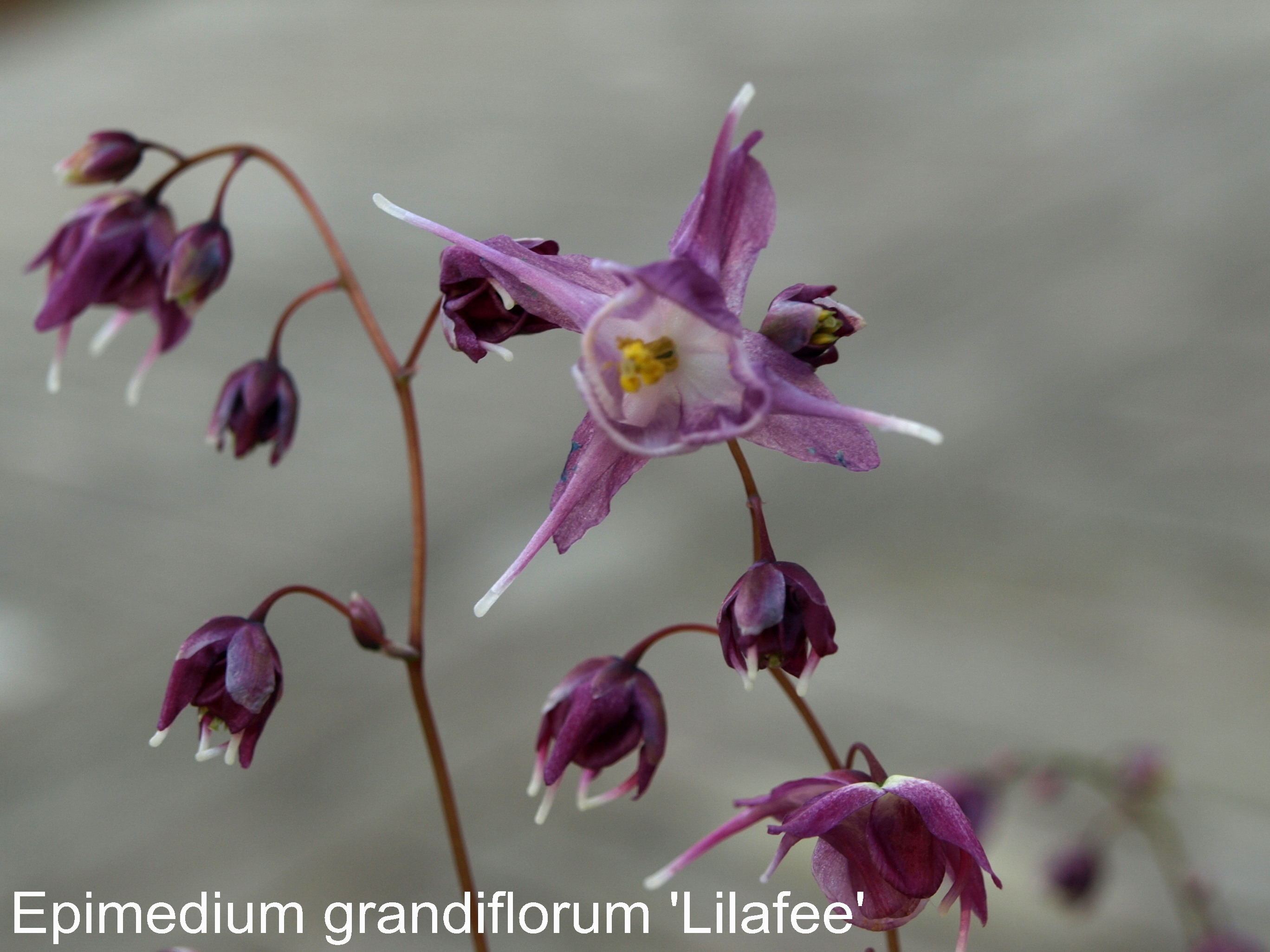 Passion Vivaces Epimedium plante couvre-sol pot 1 litre ombre