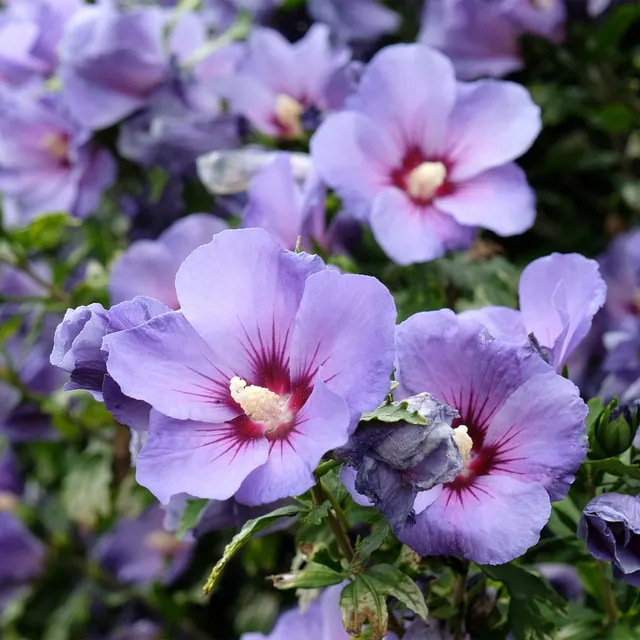 Bakker Hibiscus Oiseau Bleu arbuste pot 19cm fleurs violettes