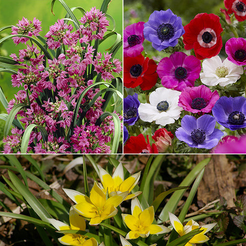 Bakker Running Wild bulbes fleurs sachet 100 mélange naturalisé