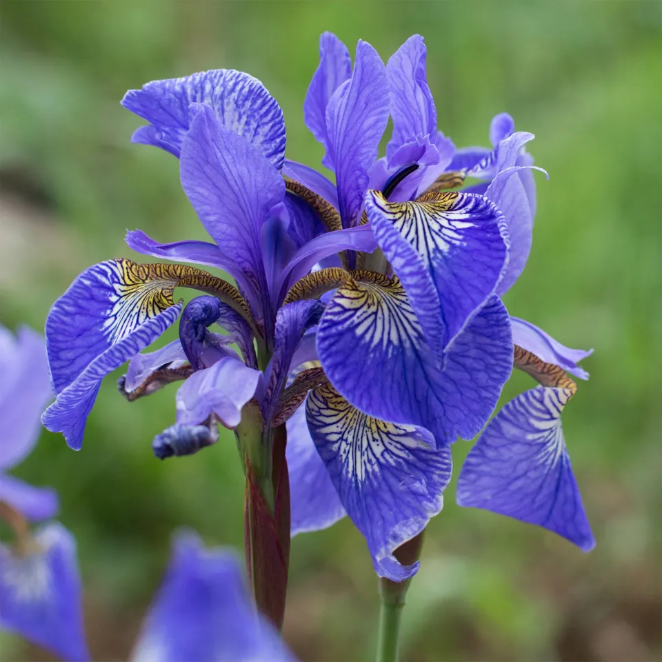 Bakker Plantes de bassin Iris des marais bleu pot 9cm vivace