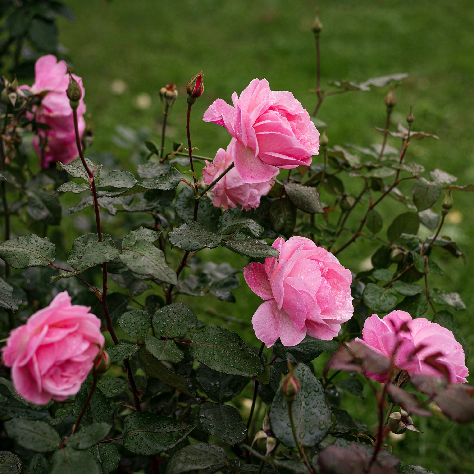 Bakker Rosier Queen Elisabeth rosier rose 4 racines nues