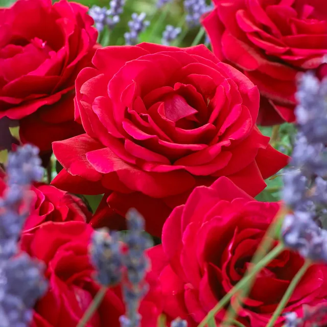 Bakker Magie du Parfum rosier buisson motte rouge parfumé