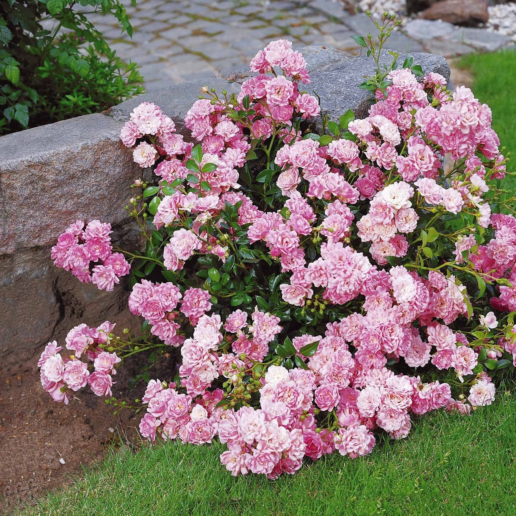 Bakker Rosiers The Fairy rosier à massif pot 3L rose