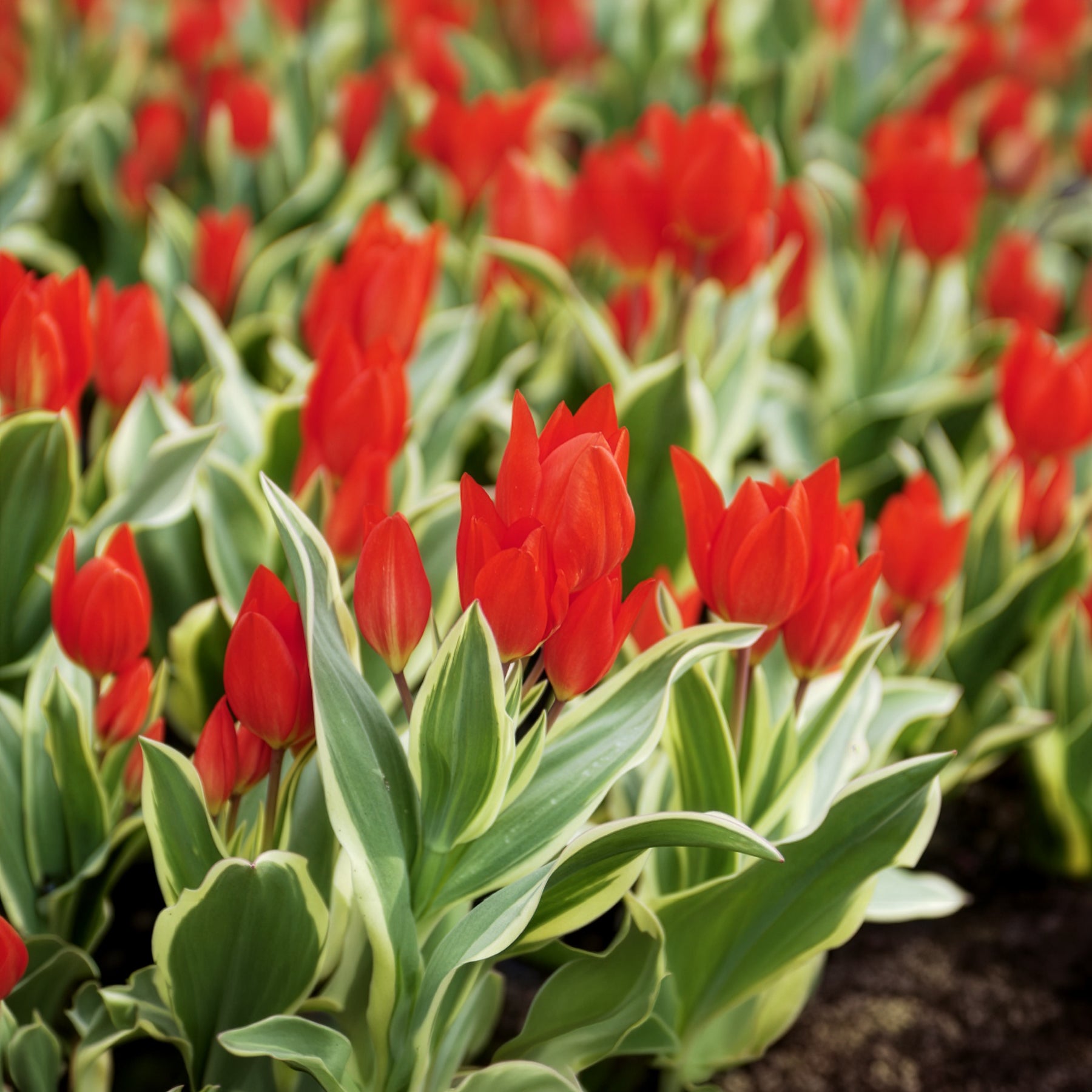 Bakker Tulipe Unicum bulbe rouge sachet 10 feuillage panaché
