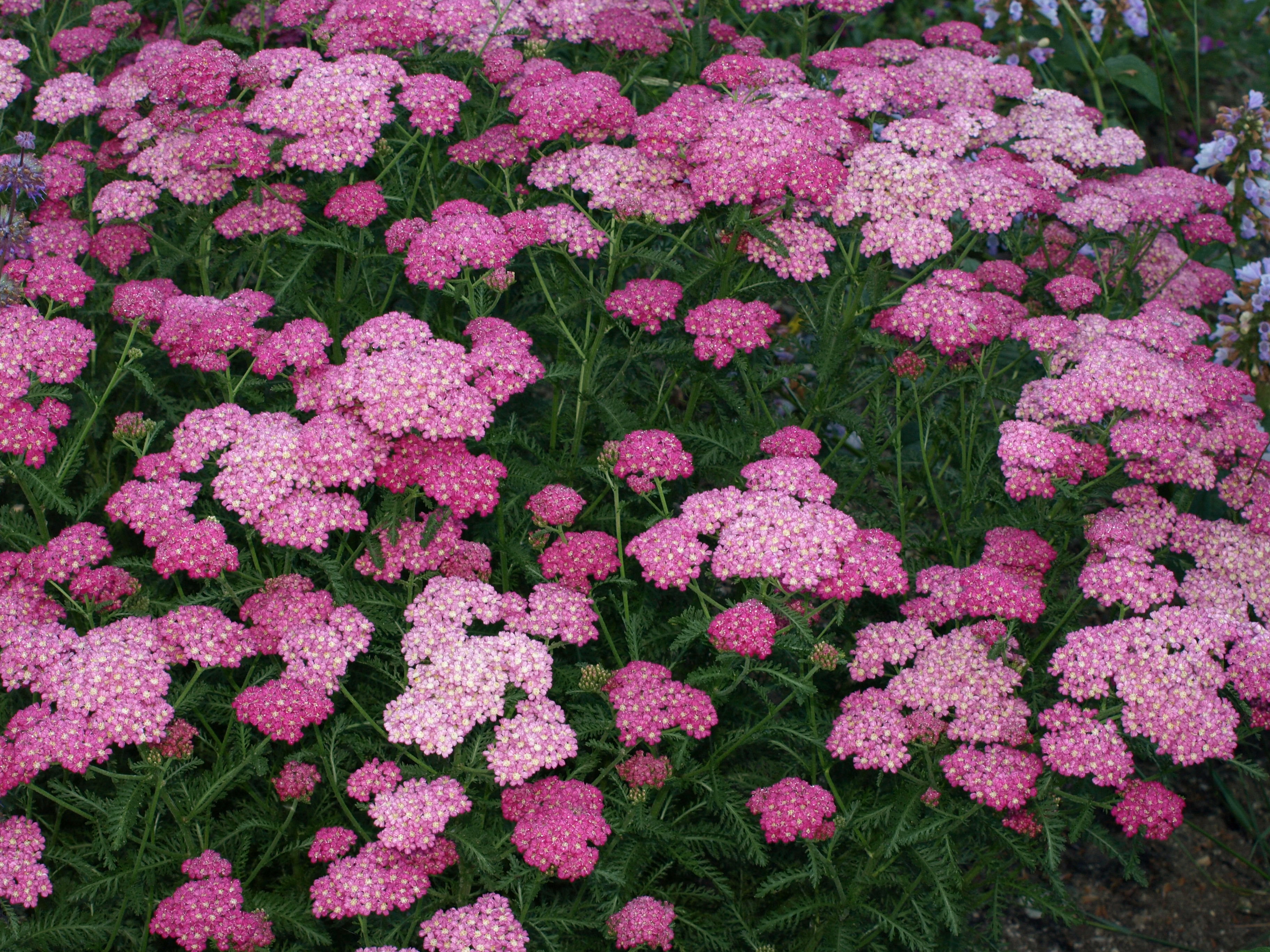 Passion Vivaces Achillea millefolium Excel plante vivace massif