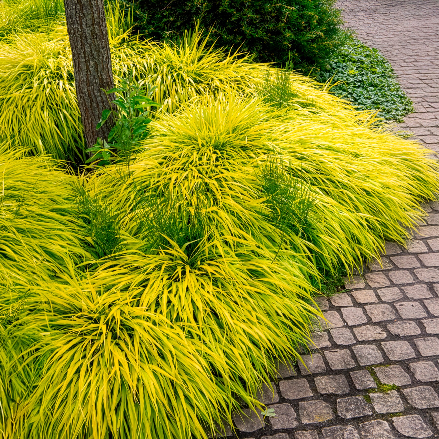 Bakker Herbe du Japon All Gold graminée pot 9cm ombre