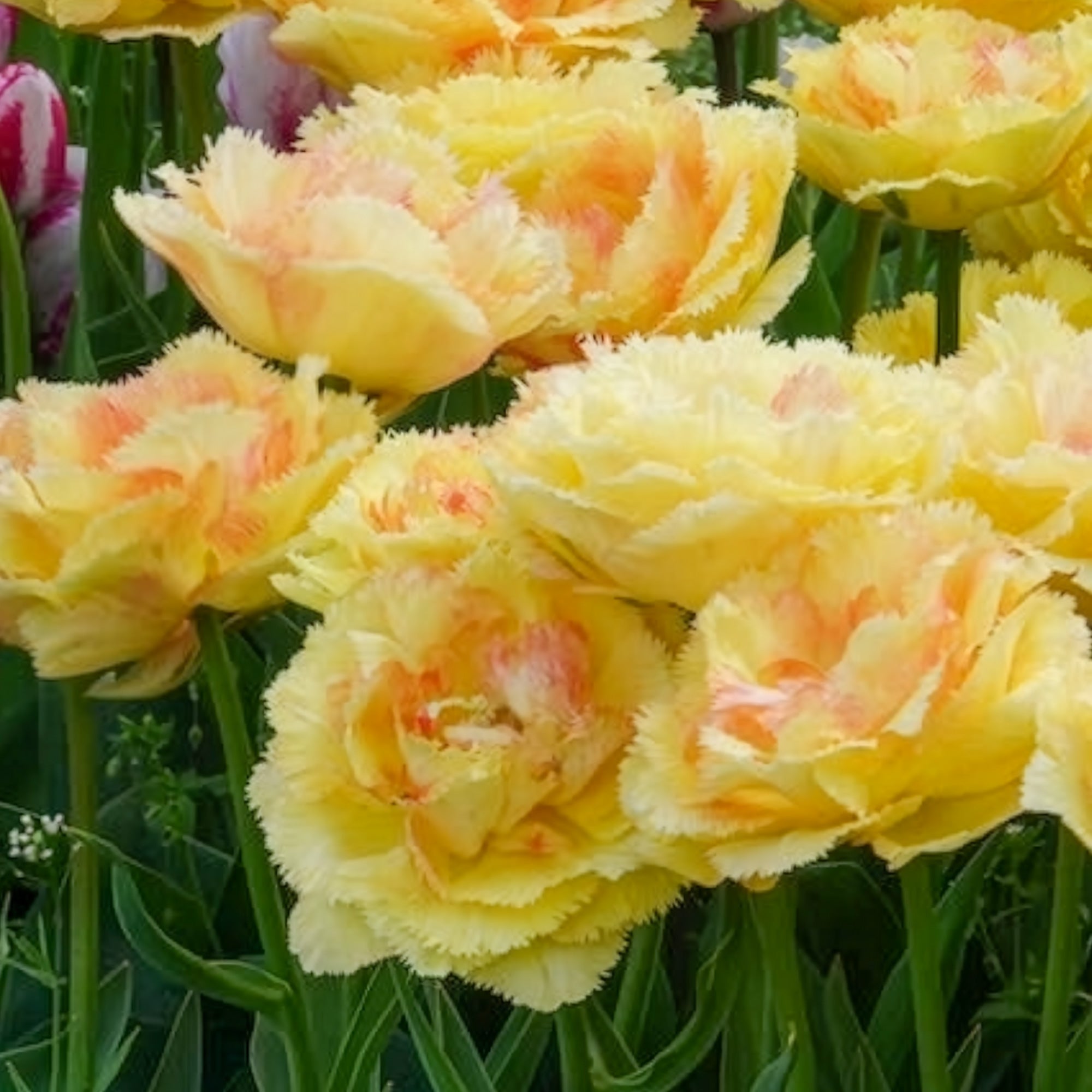Bakker Bulbes Tulipe Vaya con Dios double jaune sachet 5