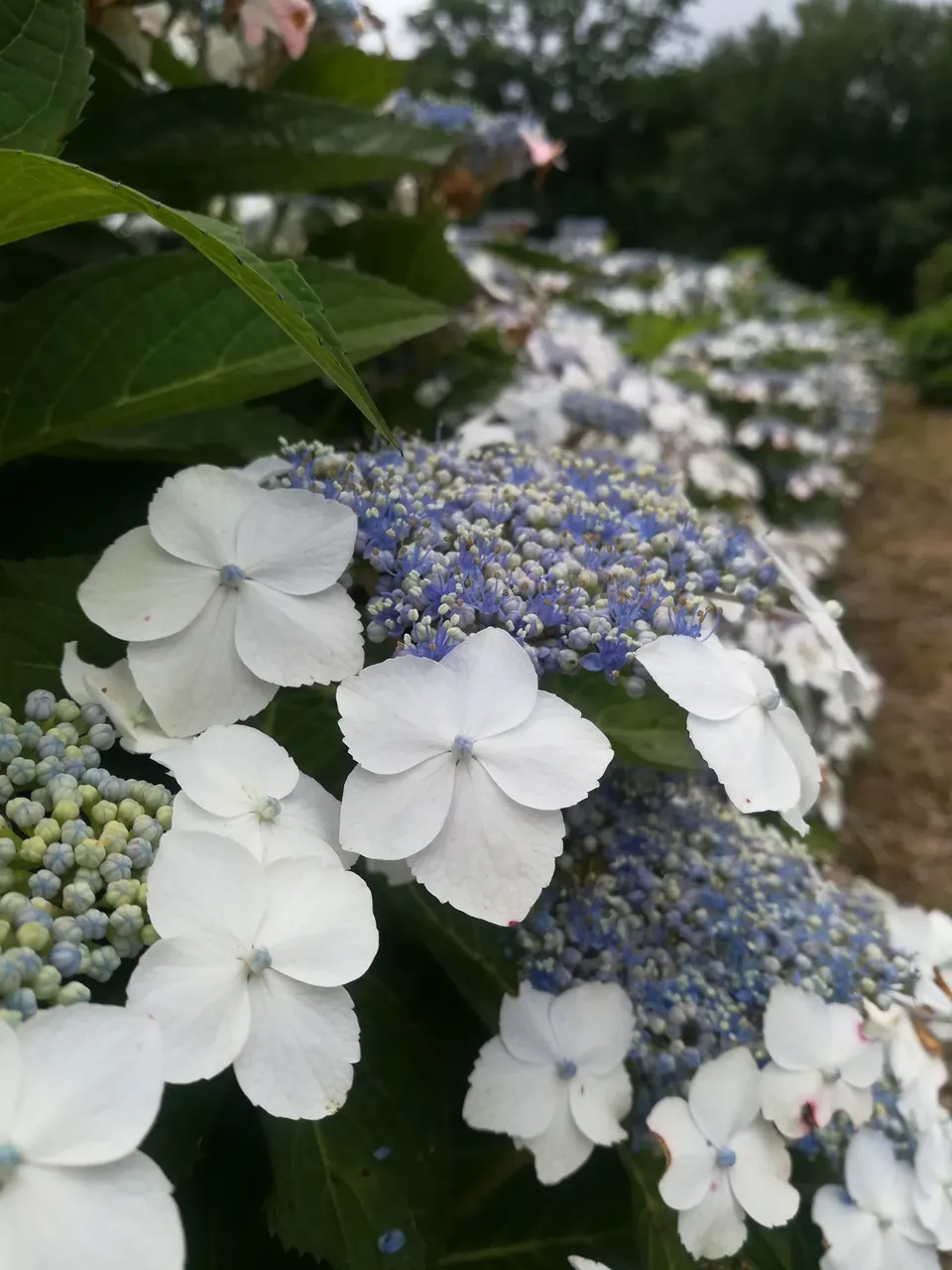 Les Hortensias du Haut Bois Mariesii hortensia plat godet