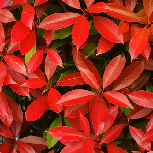 Bakker Arbustes Photinia Red Robin pot 9cm 15-25cm persistant