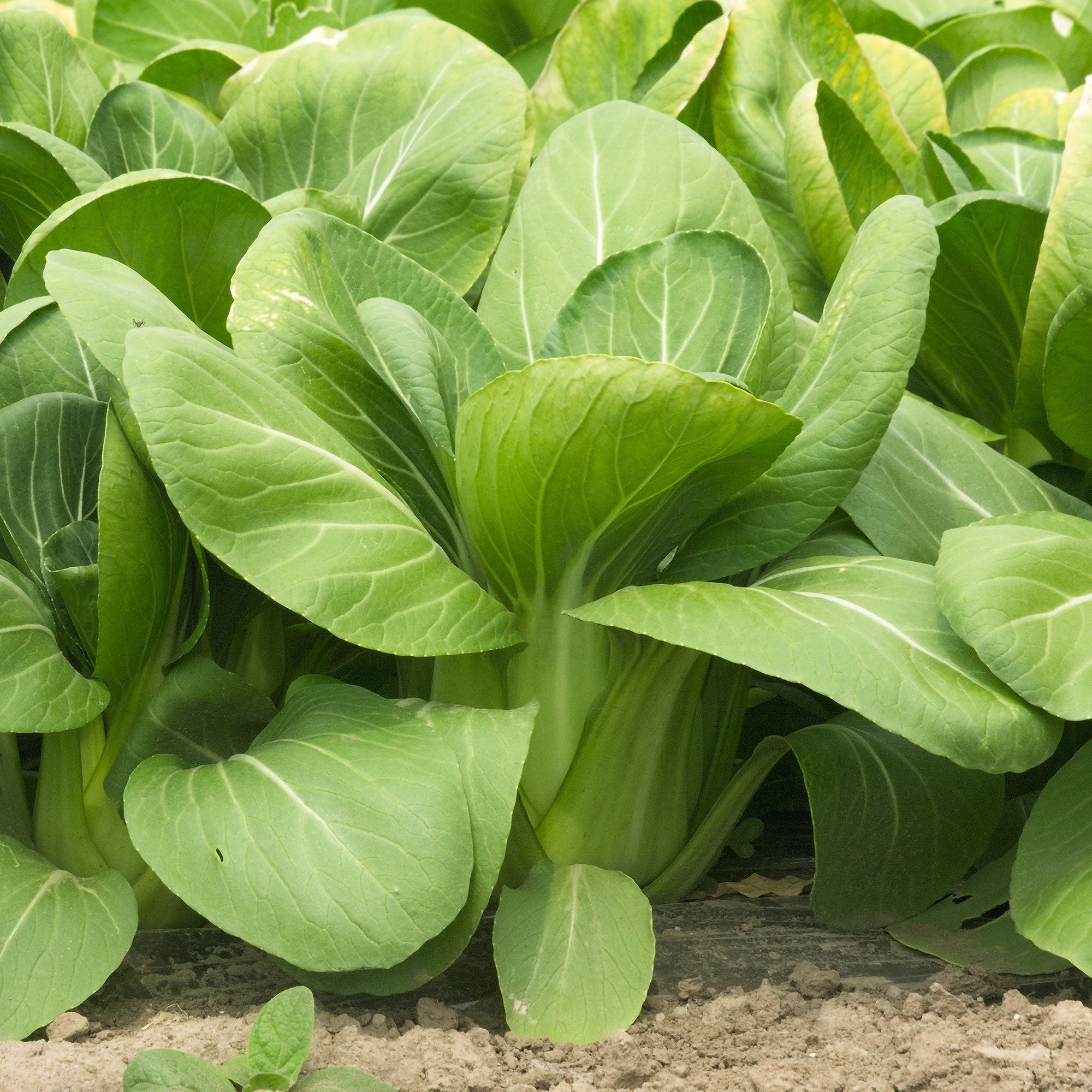 Bakker Pak-choi Green Fortune F1 graines sachet 100 vert rapide