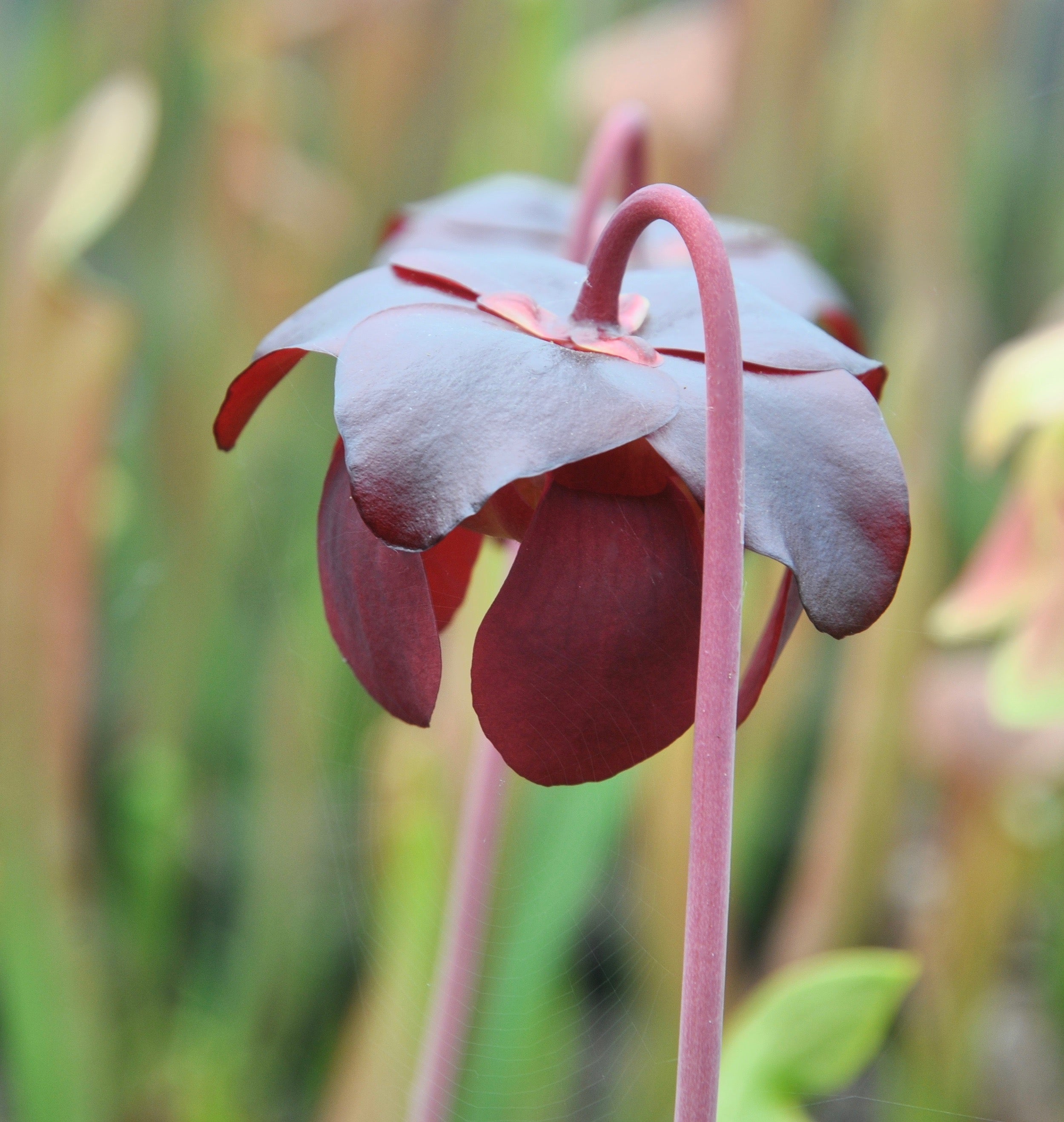 Carniflore Sarracenia x courtii plante carnivore 1 point rouge