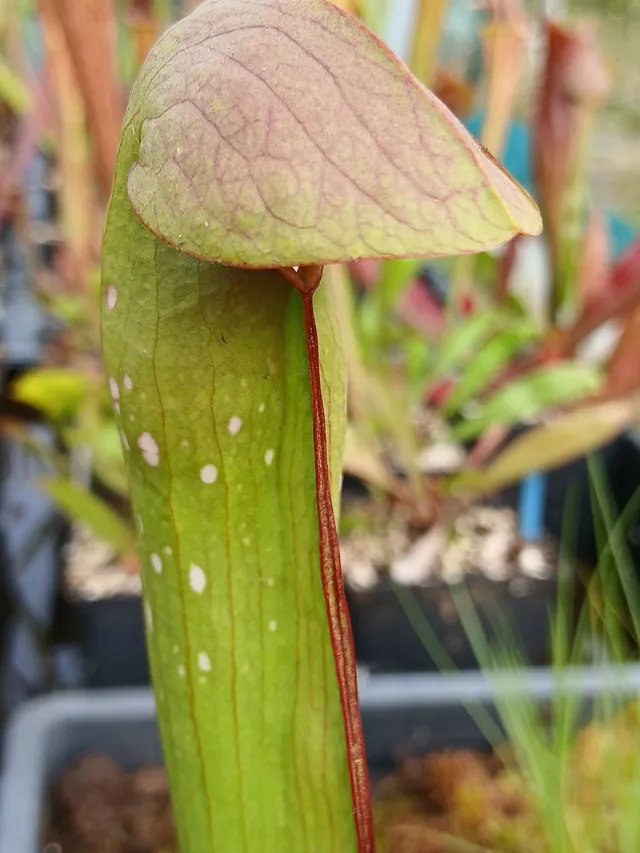 Carniflore Sarracenia minor Francis Marion 1 point