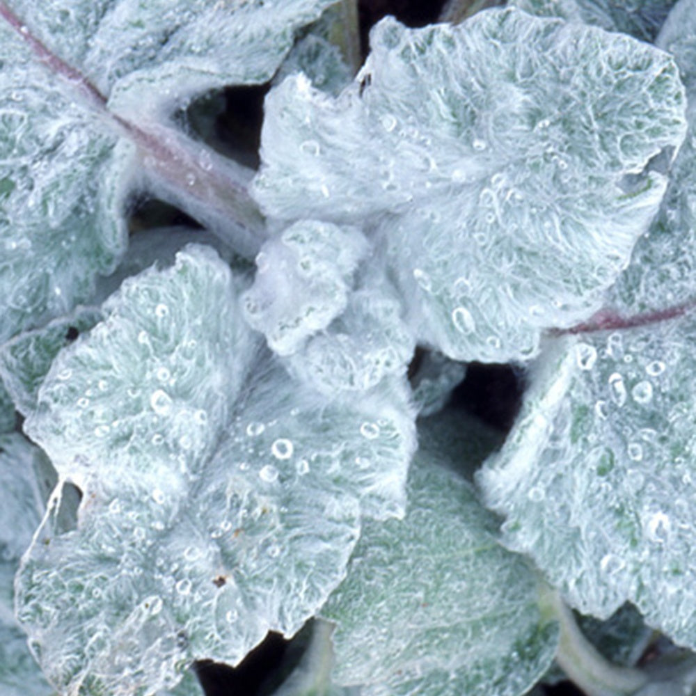 Bakker Salvia Argentea sauge argentée vivace pot 8cm soleil