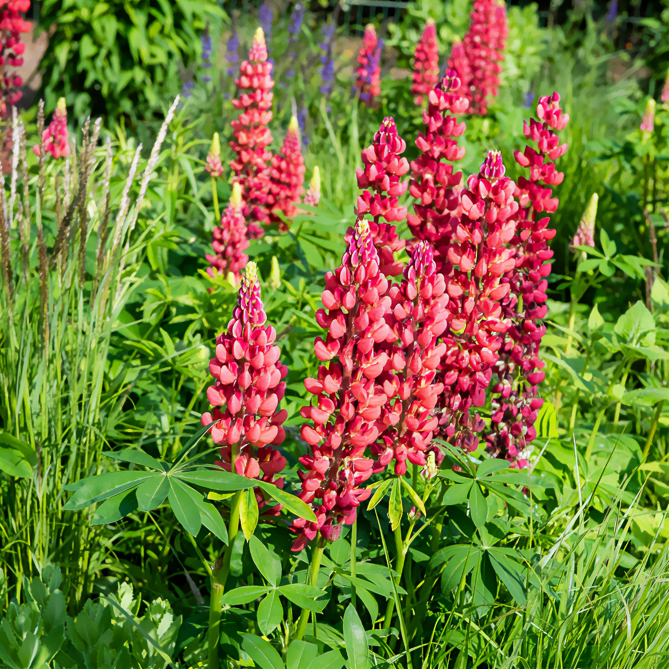 Bakker Plantes vivaces Lupin My Castle plante godet Ø9cm rouge