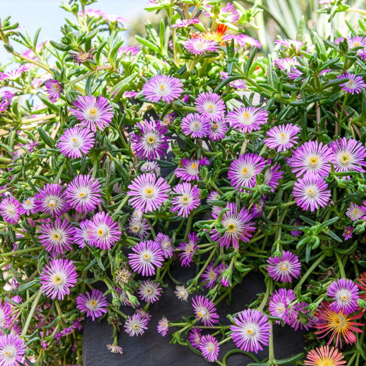 Bakker Delosperma Wheels of Wonder Violet pot Ø 9 cm