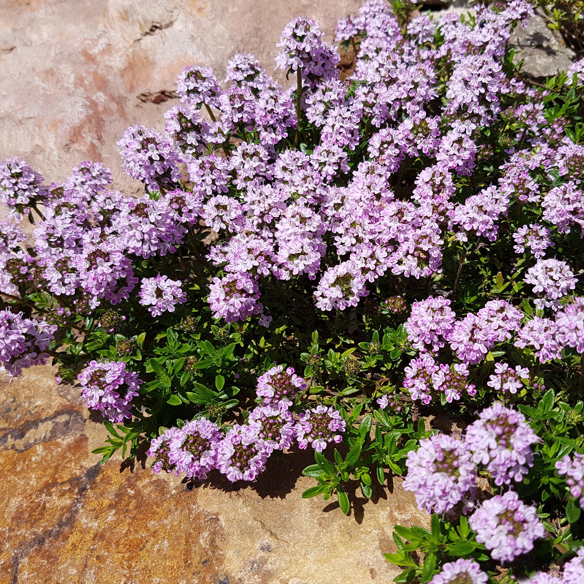 Bakker Collection 12 plantes vivaces fleuries multicolore 2m²